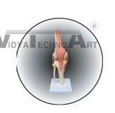 The model of knee model